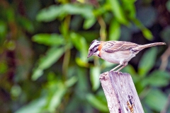 Rufous-collared Sparrow [Zonotrichia capensis subtorquata]