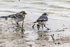 White Wagtail [Motacilla alba yarrellii]