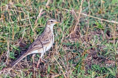 Long-billed Pipit [Anthus similis chyuluensis]