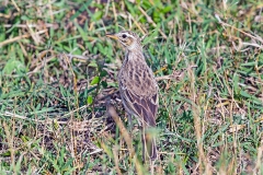 Long-billed Pipit [Anthus similis chyuluensis]