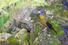 Collared Grosbeak [Mycerobas affinis]