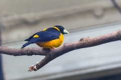 Collared Grosbeak [Mycerobas affinis]