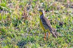 Yellow-throated Longclaw [Macronyx croceus croceus]
