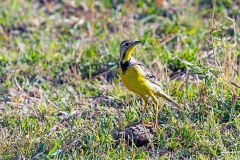 Yellow-throated Longclaw [Macronyx croceus croceus]