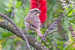 Streaky Seedeater [Crithagra striolata striolata]