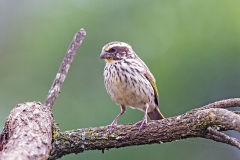 Streaky Seedeater [Crithagra striolata striolata]