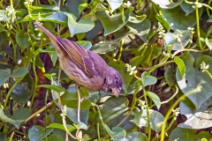 Thick-billed Seedeater [Crithagra burtoni kilimensis]