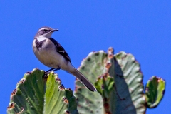 Cape Wagtail [Motacilla capensis wellsi]