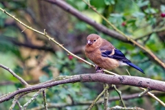 Eurasian Bullfinch [Pyrrhula pyrrhula pileata]