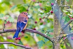 Eurasian Bullfinch [Pyrrhula pyrrhula pileata]