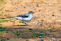 Mountain Wagtail [Motacilla clara torrentium]