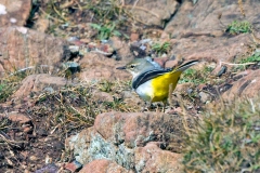 Grey Wagtail [Motacilla cinerea cinerea]
