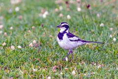 African Pied Wagtail [Motacilla aguimp vidua]