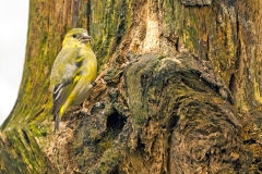Yellow-faced Siskin [Spinus yarrellii]