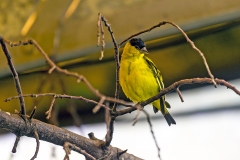 Yellow-faced Siskin [Spinus yarrellii]