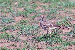 African Pipit [Anthus cinnamomeus lacuum]