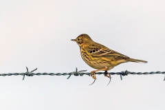 Meadow Pipit [Anthus pratensis]