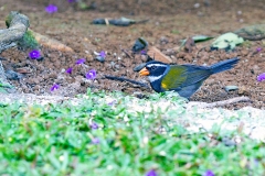 Orange-billed Sparrow [Arremon aurantiirostris rufidorsalis]