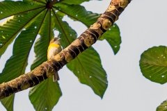 Ashy-throated Chlorospingus [Chlorospingus canigularis olivaceiceps]