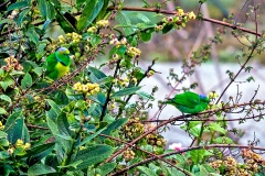 Golden-browed Chlorophonia [Chlorophonia callophrys]