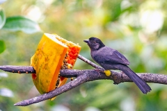 Yellow-thighed Brushfinch [Atlapetes tibialis]