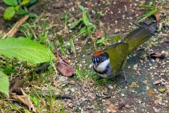 Chestnut-capped Brushfinch [Arremon brunneinucha elsae]