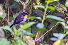 White-naped Brushfinch [Atlapetes albinucha parvirostris]