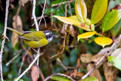 Sooty-capped Chlorospingus [Chlorospingus pileatus]