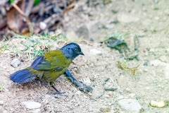 Large-footed Finch [Pezopetes capitalis]