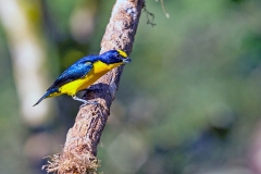 Thick-billed Euphonia [Euphonia laniirostris crassirostris]