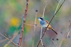 Stripe-headed Sparrow [Peucaea ruficauda ruficauda]
