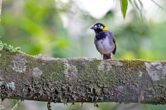 White-eared Ground Sparrow [Melozone leucotis leucotis]