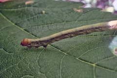 Scarce Umber [Agriopis aurantiaria]