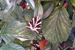 Jersey Tiger [Euplagia quadripunctaria quadripunctaria]