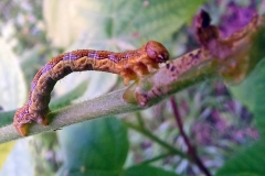 Mottled Umber [Erannis defoliaria]
