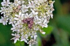 Nettle-tap [Anthophila fabriciana]