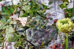 Lesser Treble-bar [Aplocera efformata]
