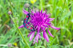 Five-spot Burnet [Zygaena trifolii]