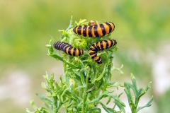 Cinnabar Moth [Tyria jacobaeae]