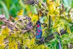 Five-spot Burnet [Zygaena trifolii]