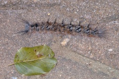 monkey moth [Rhabdosia vaninia]
