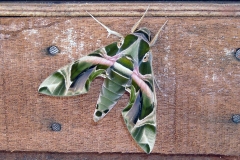 Oleander Hawk-moth [Daphnis nerii]