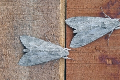 Convolvulus Hawk-moth [Agrius convolvuli]