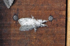 Georgiana's Tussock moth [Eudasychira georgiana ?]