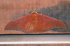 Giant Silkmoth [Pseudobunaea alinda]