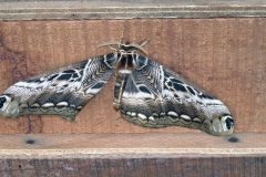 Drury's Owl Moth [Dactyloceras lucina]