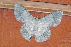 Lahaye's Pingasa [Pingasa lahayei austrina]