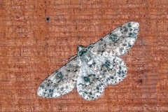 Citrus Looper [Ascotis reciprocaria ?]