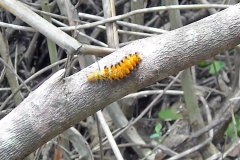 Basker [Euchromia lethe ?]