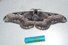 Drury's Owl Moth [Dactyloceras lucina]